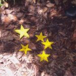 Dschungelcamp 2015 Dschungelprüfung 11 – Rolfe erspielt fünf Sterne
