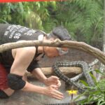 Dschungelcamp 2015 Dschungelprüfung 13 – Rolfe bei den Schlangen